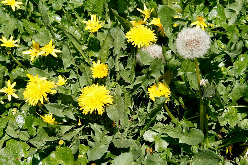 Handbag Snatcher Ordered To Weed Parents' Garden To Avoid Criminal Conviction