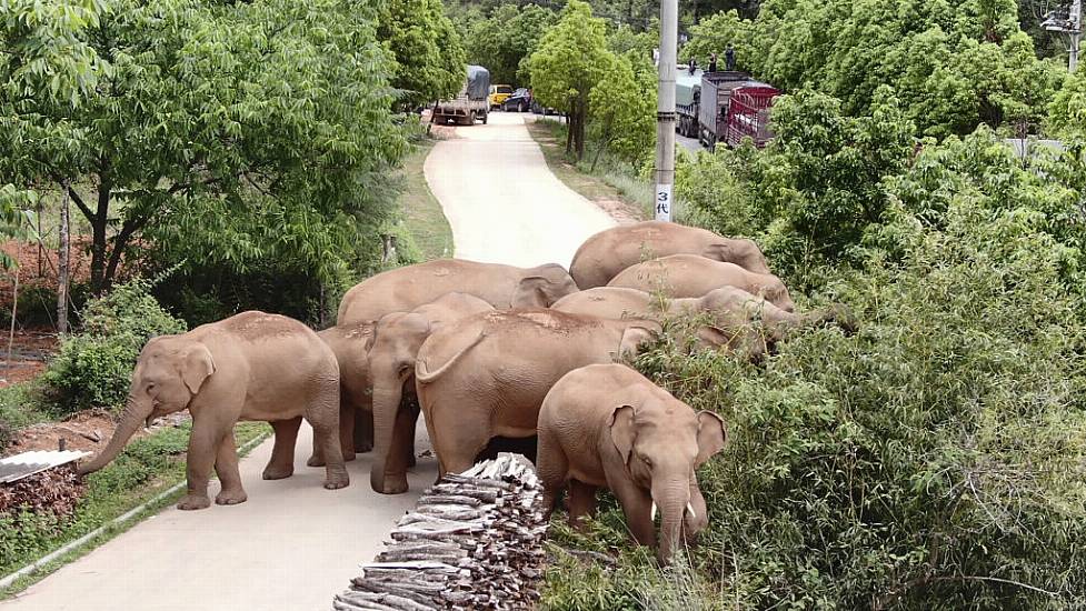 China’s Wandering Elephants Become Global Stars