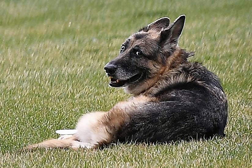 Joe Biden Pays Tribute To His ‘Cherished’ Dog Champ, Who Has Died Aged 13