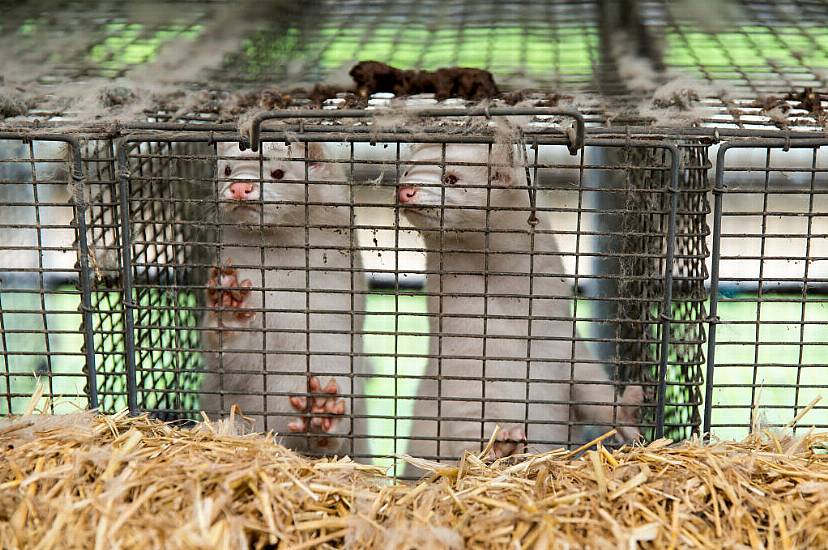 Cabinet Set To Approve Fur-Farming Ban From 2022