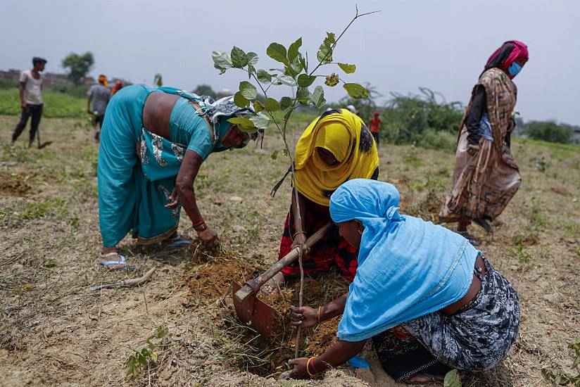 India Planting 250M Saplings In Fight Against Carbon Emissions