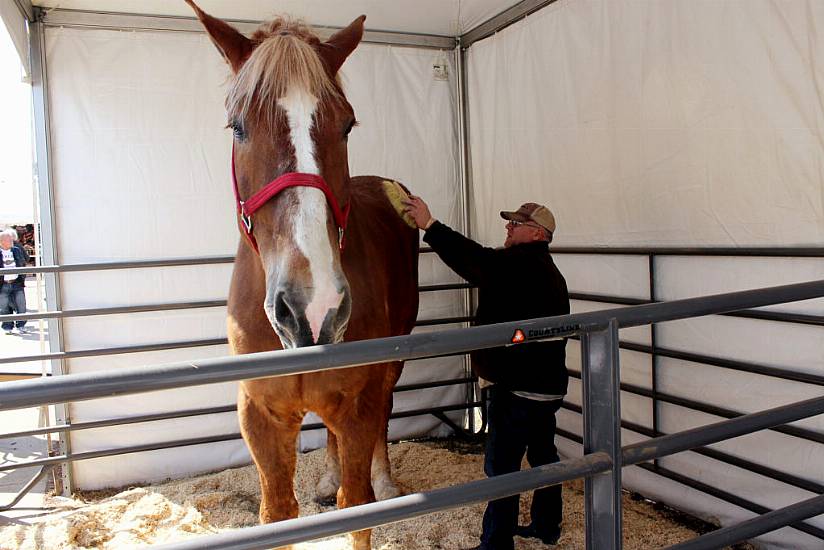 Big Jake, The World’s Tallest Horse, Dies Aged 20