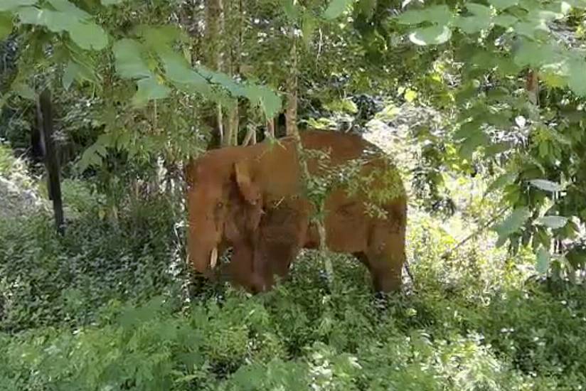 One Of China’s Wandering Elephants Is Returned To Nature Reserve