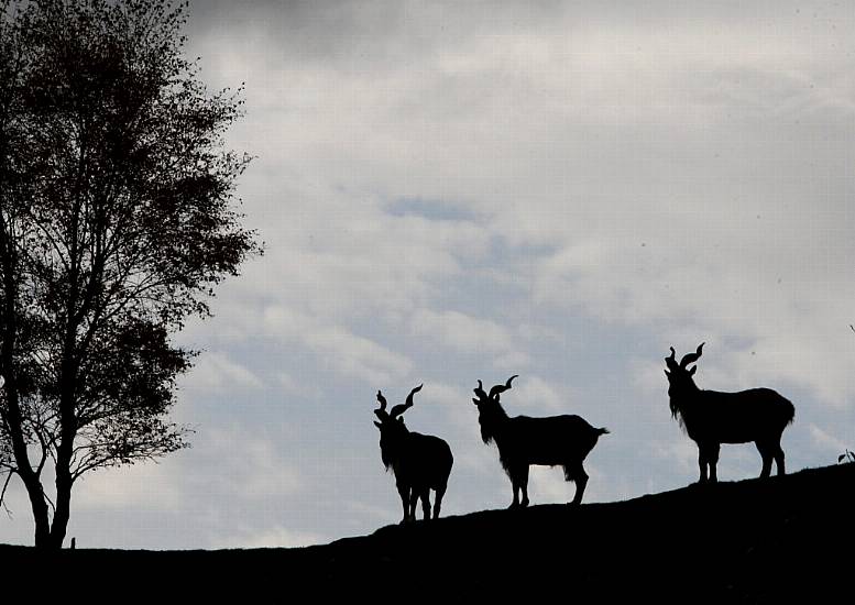 Goat Lottery Planned To Protect Hawaii Historic Park