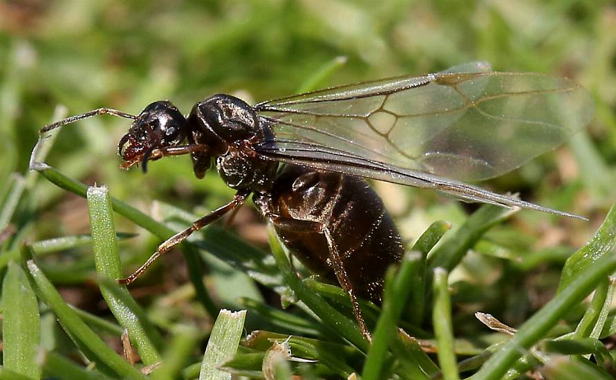 Ant-Icipation Flying High In London As Pests Predicted For Euros Final