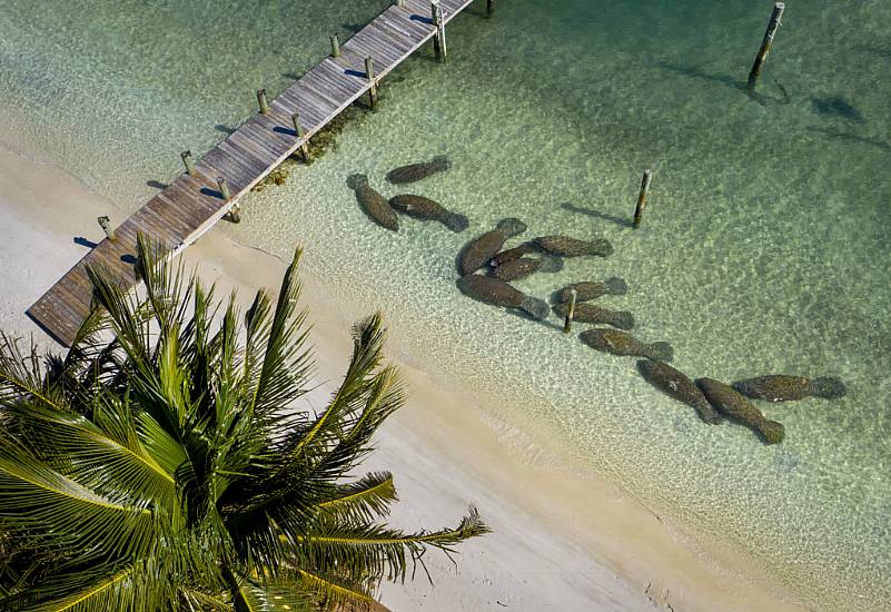 Florida Breaks Annual Manatee Death Record In First Six Months