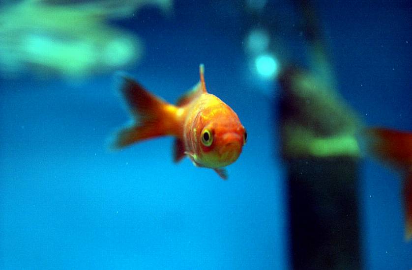 Giant Goldfish Turn Up In Us State’s Ponds And Lakes