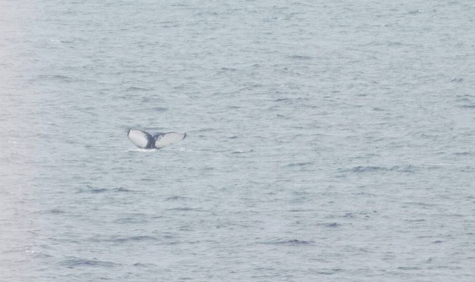 New Humpback Whale ‘Orion’ Sighted For First Time In Irish Waters