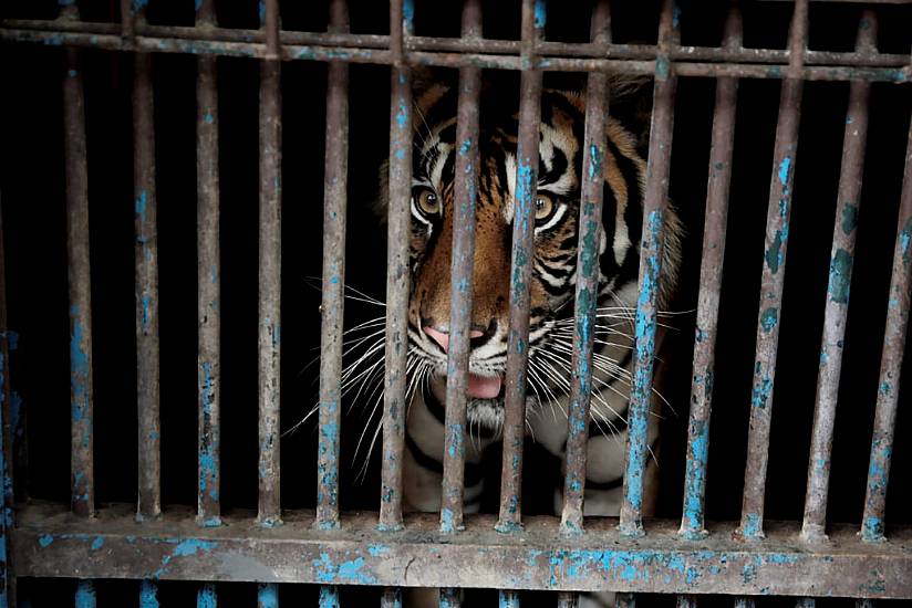 Tigers At Indonesian Zoo Recovering From Coronavirus