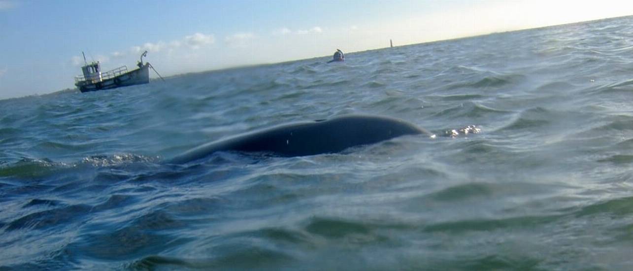 Public Urged To Keep Distance From Dolphin Finn Living In Carlingford Lough