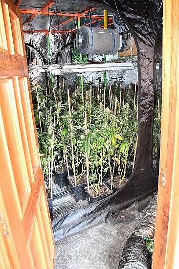 Man Arrested As Gardaí Raid Cannabis Grow House In Roscommon