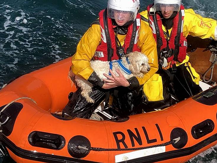 Dunmore East Rnli Rescues Dog After 30M Cliff Fall