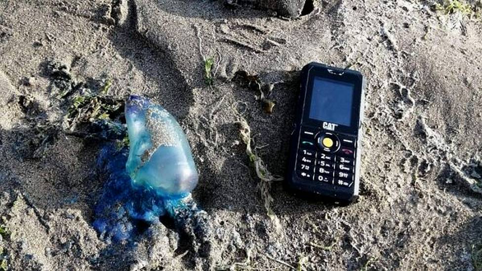 Venomous Portuguese Man O'war Spotted On Cork Beaches