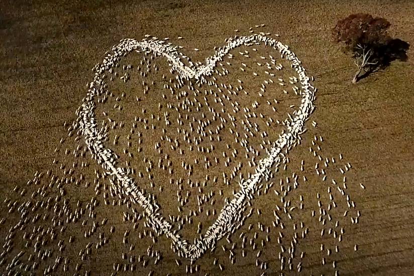 Australian Farmer Mourns Beloved Aunt By Arranging Sheep In Shape Of A Heart