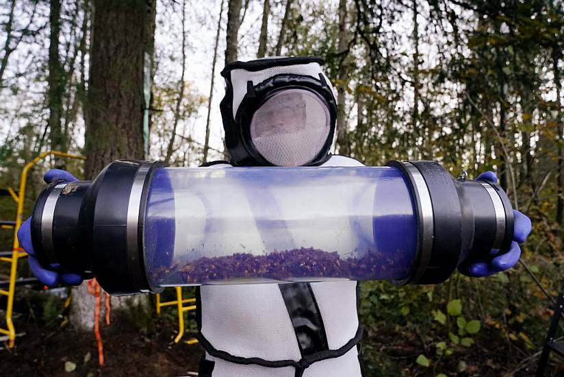 Asian Giant Hornet Nest Destroyed In Washington State