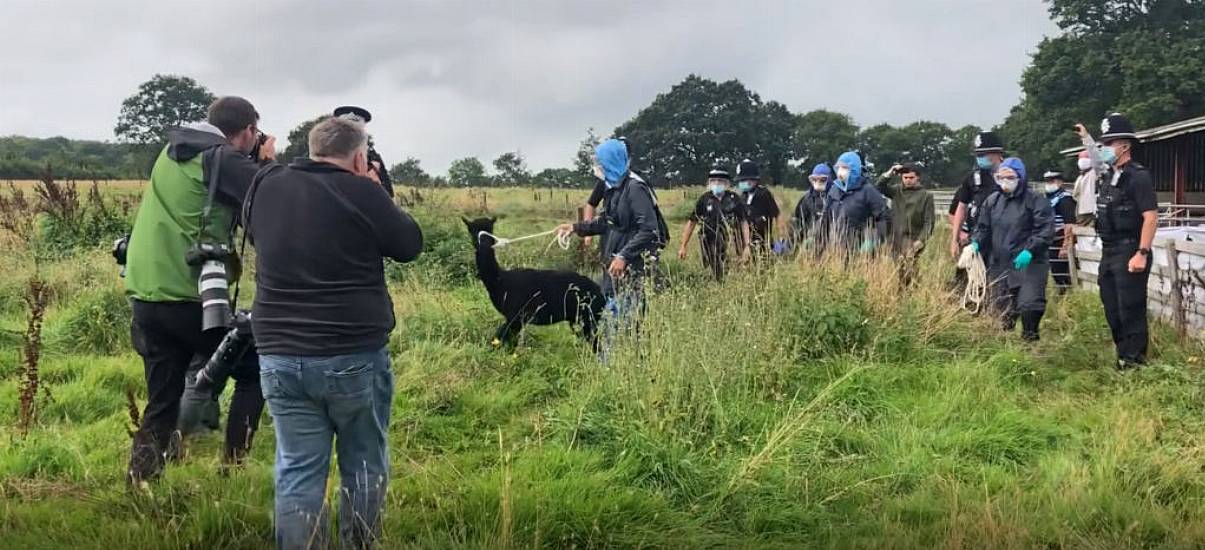 Geronimo The Alpaca Euthanised In Britain Despite Public Outcry