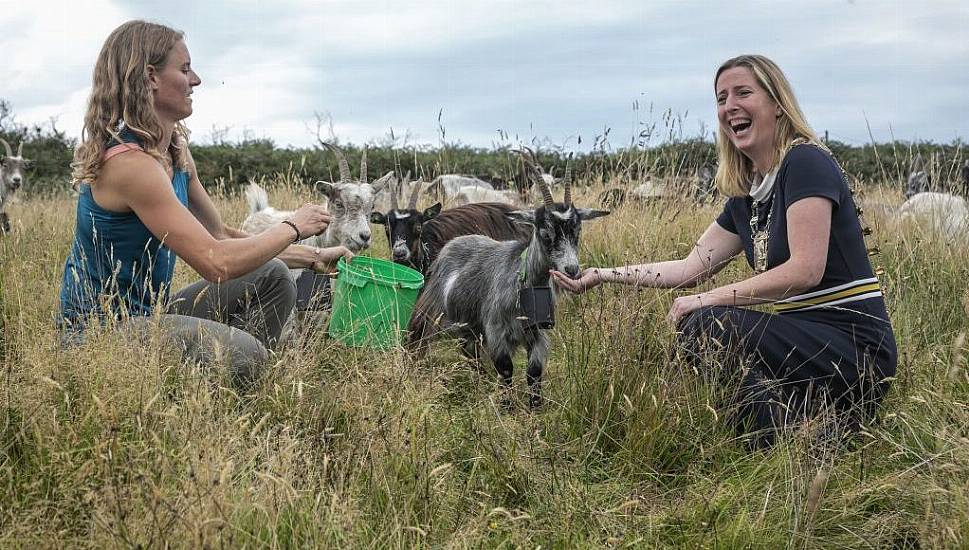 Irish Goats Deployed To Protect Howth From Wildfires