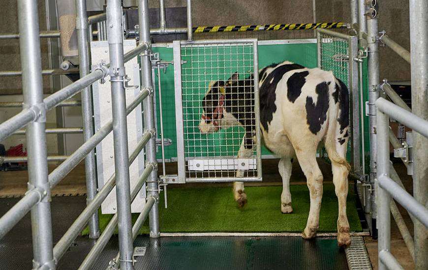 Cows Potty-Trained In Bid To Tackle Climate Change