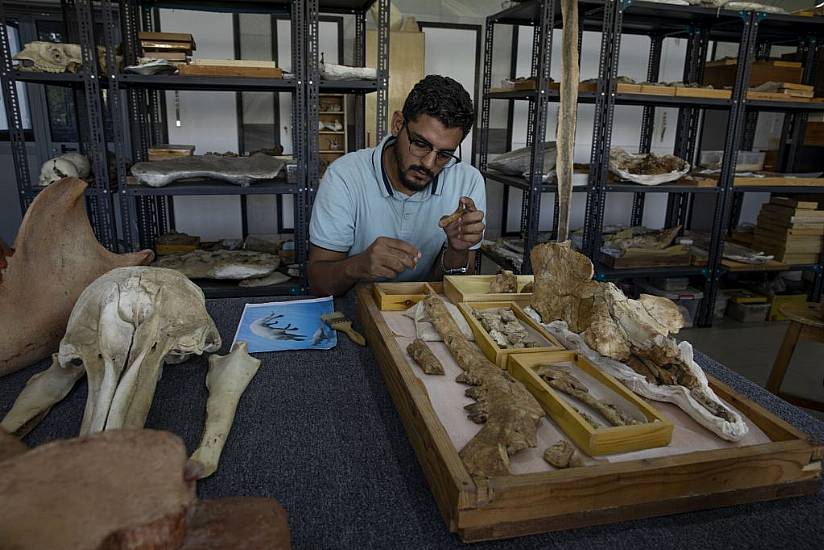 Land-Roaming Prehistoric Whale ‘Could Kill Any Creature In Its Path’