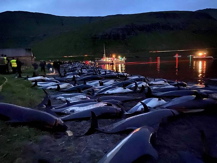 Slaughter Of Dolphins On Faroes Sparks Debate On Traditions