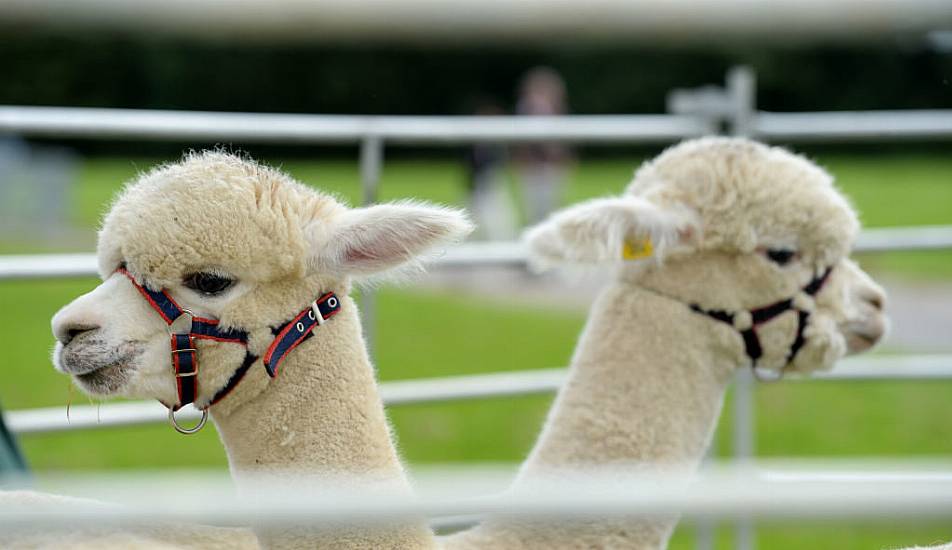 Alpacas In Tuxedos Back On Wedding Guest Lists