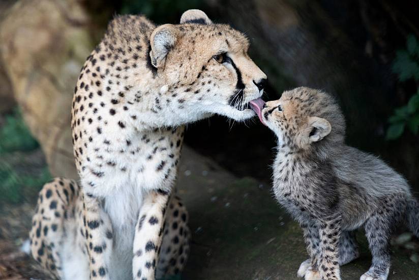 'Staycationers' Soften Pandemic Blow For Fota Wildlife Park