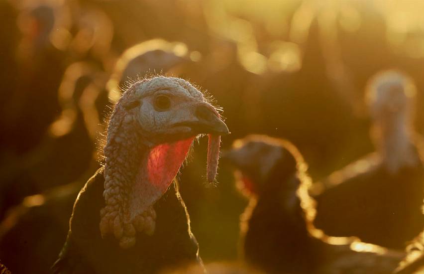 Dutch To Cull Around 44,000 Turkeys To Contain Bird Flu