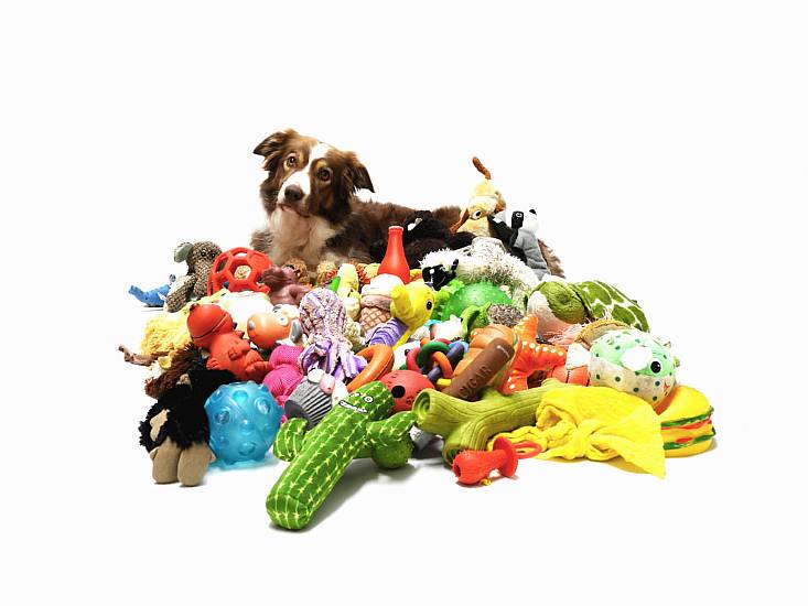 Gifted Dogs Able To Remember Names Of A Dozen Toys