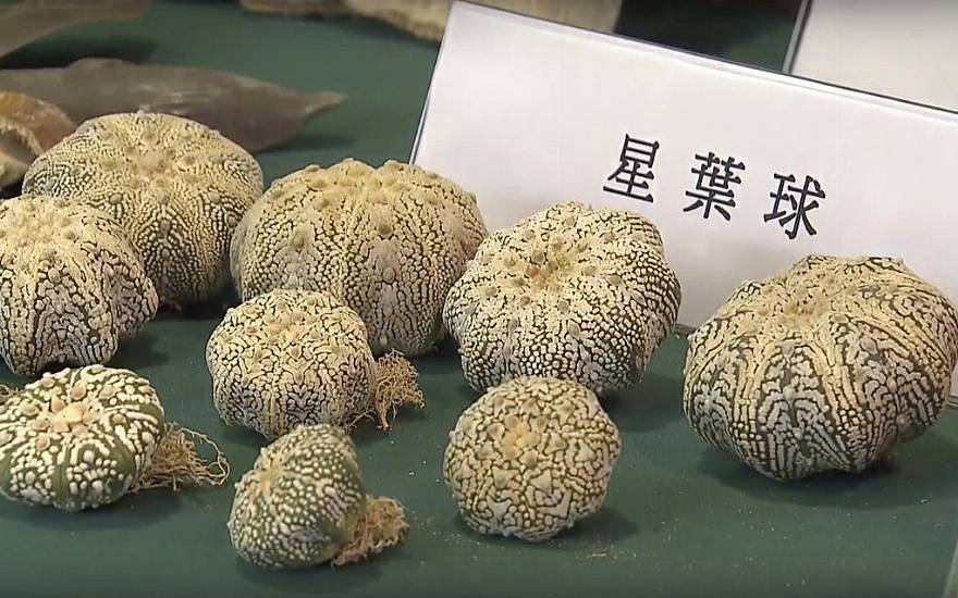 Endangered Plants Among Items Seized In Hong Kong’s Largest Smuggling Bust