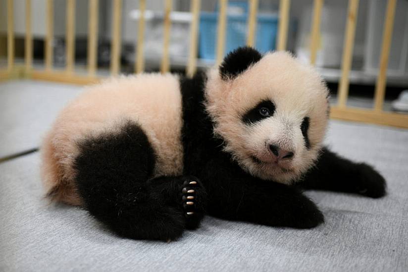 Giant Panda Cubs At Tokyo Zoo Given Names Ahead Of Public Debut