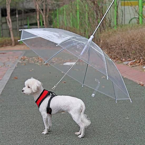 Dublin Businessman 'Overwhelmed' With Response To Pet Umbrellas