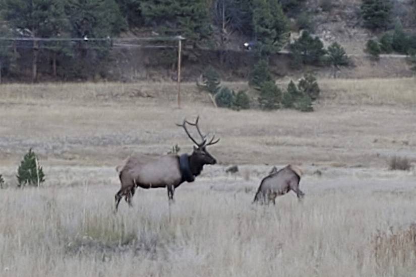 Elk Roaming With Tyre Around Neck For Two Years Has Object Removed