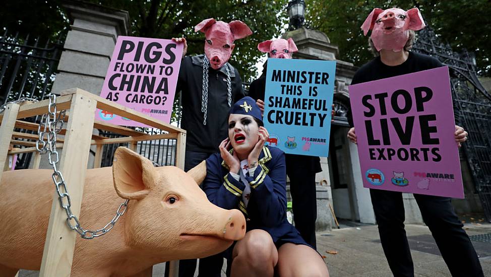 Campaigners Urge Government To Reverse Decision To Export Live Pigs  To China