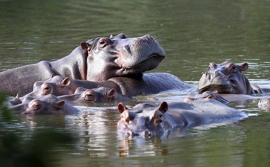 Offspring Of Pablo Escobar’s ‘Cocaine’ Hippos Recognised As People By Us Court