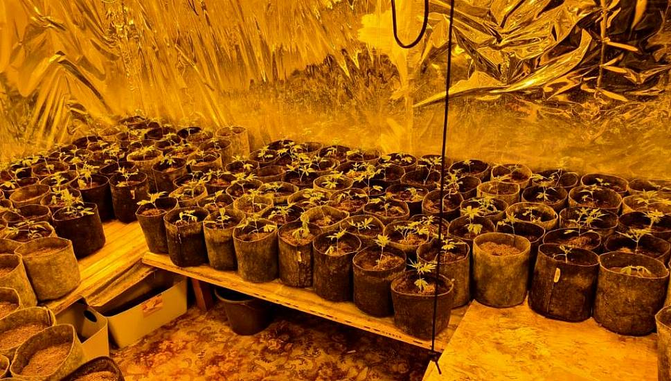 Gardaí Seize €150,000 Worth Of Suspected Cannabis Plants And Herb