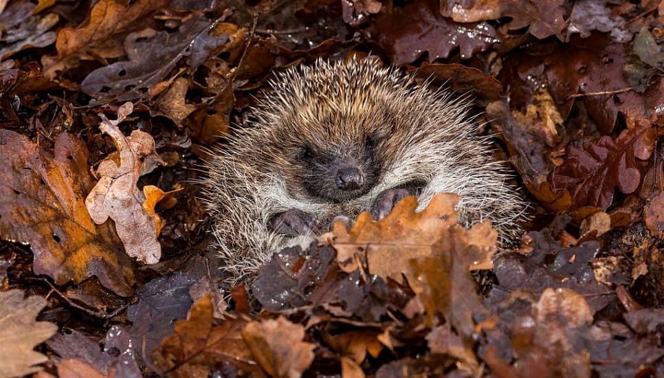 How To Help Garden Wildlife Hunker Down For Winter