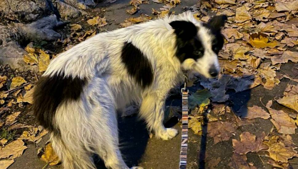 Ex-Bbc Journalist Hails ‘Nice Side’ Of Social Media As Stolen Dog Returns Home