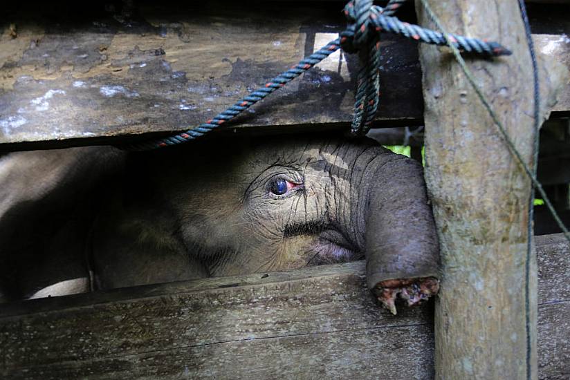 Baby Elephant In Indonesia Dies After Losing Half Of Trunk To Poachers’ Trap