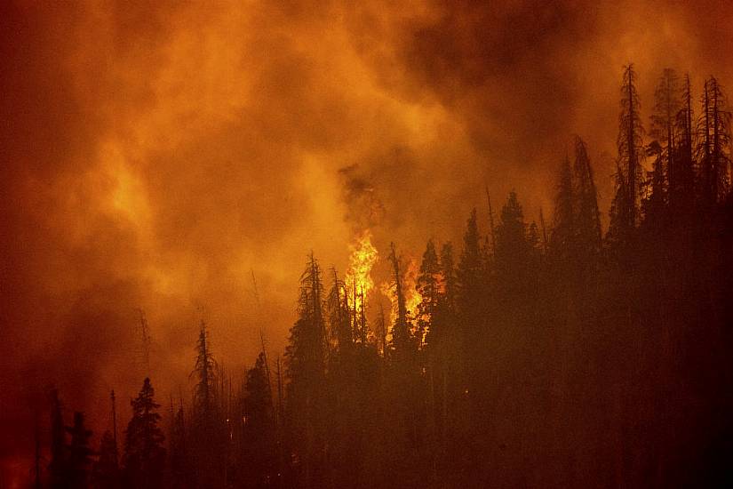 Thousands Of Giant Sequoia Trees Killed In California Wildfires