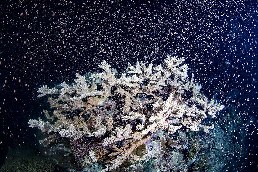 Explosion Of Colour Witnessed At Australia’s Great Barrier Reef