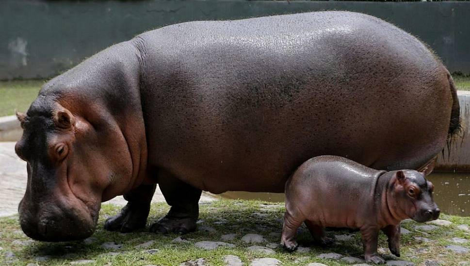 Two Hippos In Belgian Zoo Test Positive For Covid