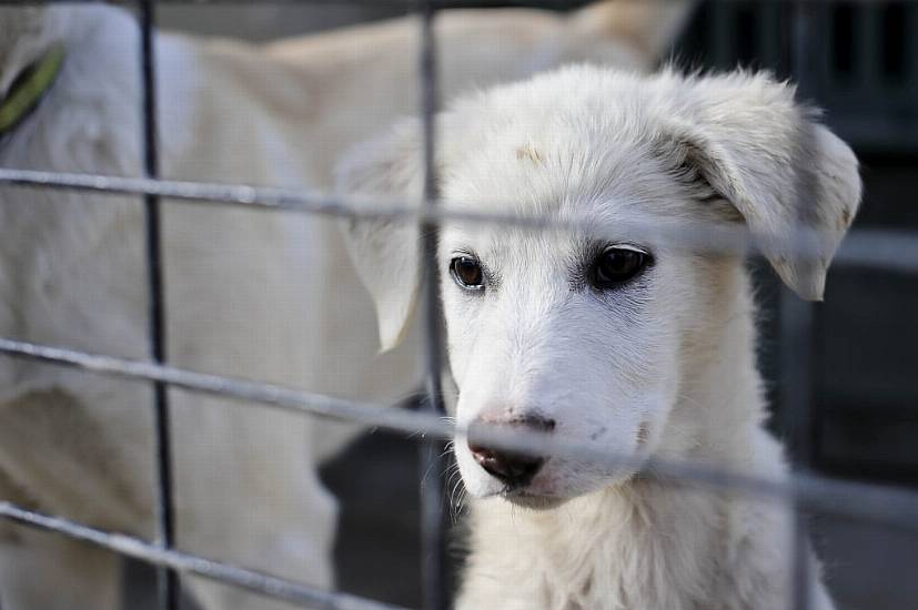 Uk Minister Insists Animals Were Not Prioritised Over People In Afghanistan Evacuation