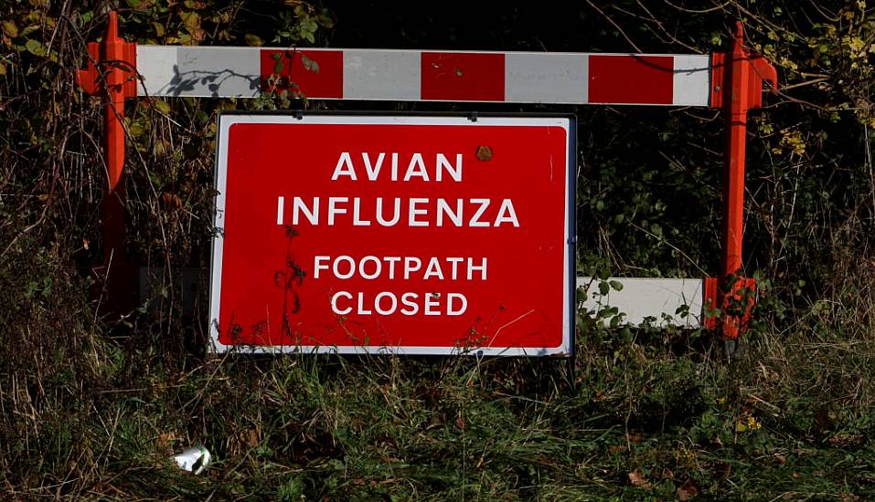 Northern Ireland Experiencing ‘Largest Ever’ Avian Flu Outbreak