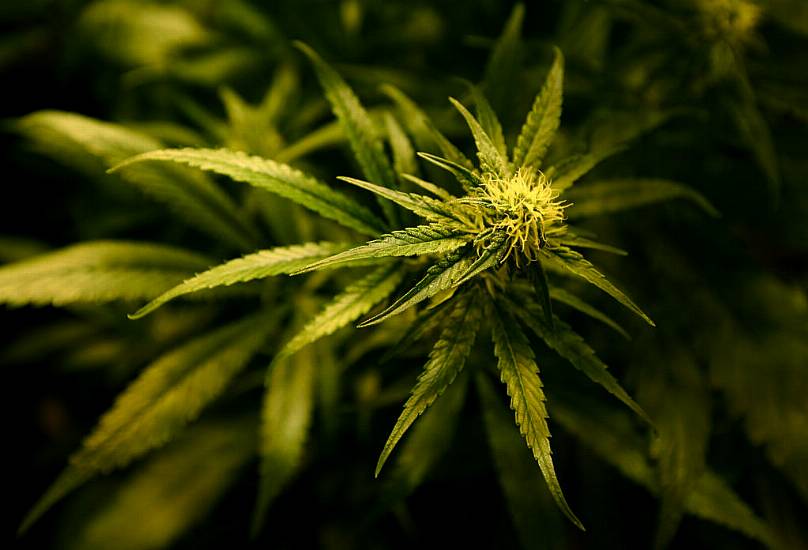 Malta Legalises Adult-Use Cannabis Possession And Cultivation