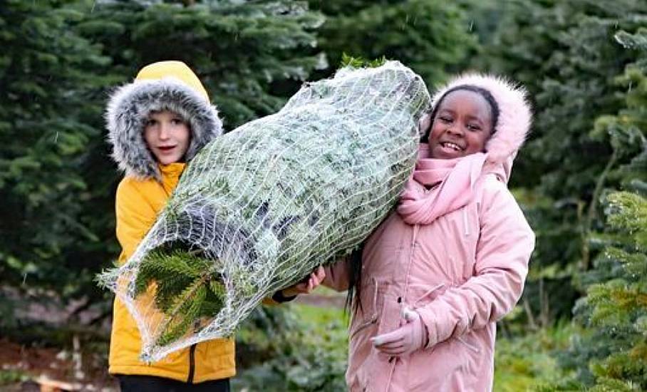 Irish Christmas Tree Sales Up 10% Thanks To Cop26, Grower Says