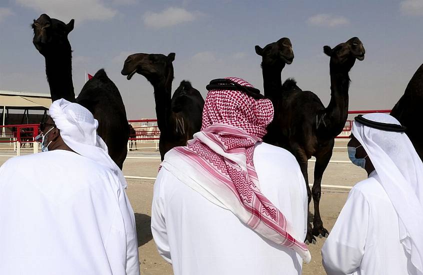 Camels Compete In Uae Desert For Beauty Contest Crown