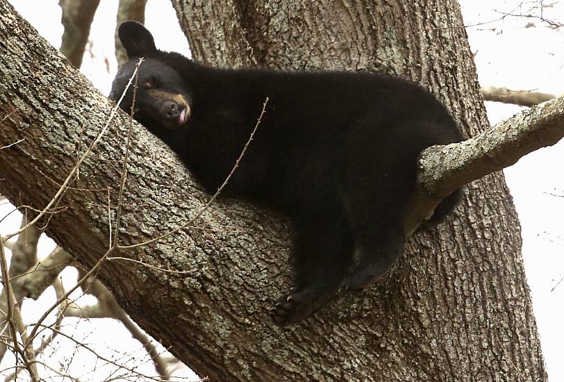 Mother Bear And Three Cubs Spotted Napping In Tree