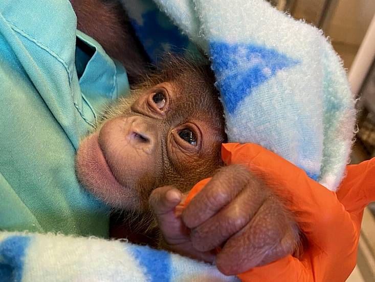 Endangered Orangutan Gives Birth To Healthy Infant