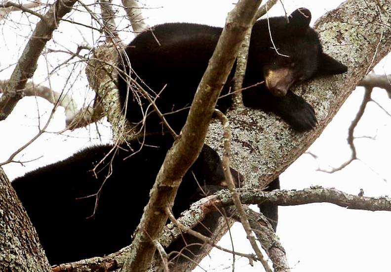 Mother Bear And Three Cubs Spotted Napping In Tree