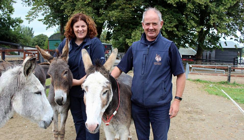 Donkey Charity ‘Bursting At The Seams’ As Number In Need Of Rescue Grows